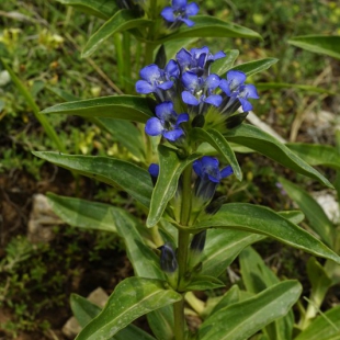 Gentiana cruciata